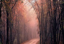 步行者主教练麦克米兰获得最佳指挥